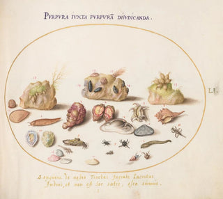 Planche 51 Coquillages de Murex, crabes ermites, limace, insectes et autres vies marines - Joris Hoefnagel