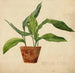Plant in Pot Schlerarbeit - Egon Schiele — artwork view