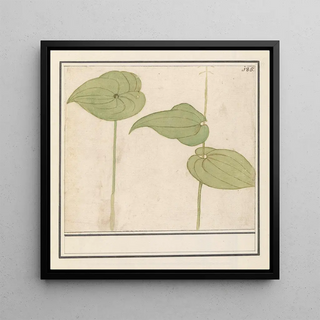 Plante espèce inconnue - Anselmus Botius de Boodt