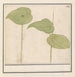 Plant painting of unknown species - Anselmus Botius de Boodt — artwork view