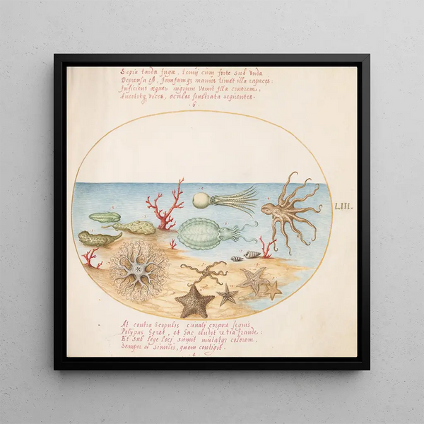 Plaque 53 Sea cucumbers, Coral, Octopus, Starfish, Squid, and Other Marine Creatures - Joris Hoefnagel — framed artwork on a wall