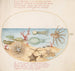 Plaque 53 Sea cucumbers, Coral, Octopus, Starfish, Squid, and Other Marine Creatures - Joris Hoefnagel — artwork view