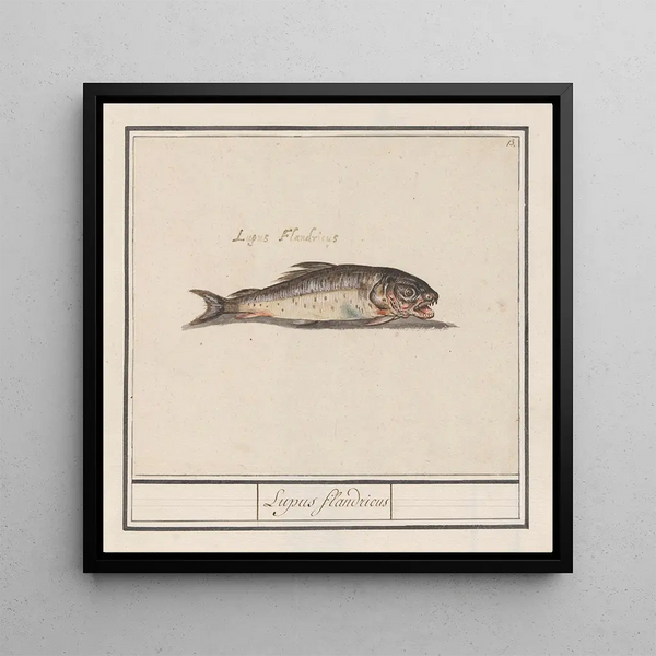 Unknown Fish Lupus flandricus - Anselmus Botius de Boodt — framed artwork on a wall