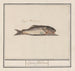 Unknown Fish Lupus flandricus - Anselmus Botius de Boodt — artwork view