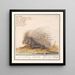 the common porcupine Hystrix cristata, explorer iron Histrix African porcupine - Anselmus Botius de Boodt — framed artwork on a wall
