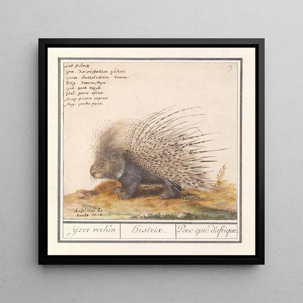 the common porcupine Hystrix cristata, explorer iron Histrix African porcupine - Anselmus Botius de Boodt — framed artwork on a wall