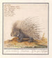 the common porcupine Hystrix cristata, explorer iron Histrix African porcupine - Anselmus Botius de Boodt — artwork view