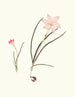 Zephyranthes carinatus 2 Zephyranthes rosea - Priscilla Susan Bury — artwork view