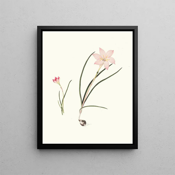 Zephyranthes carinatus 2 Zephyranthes rosea - Priscilla Susan Bury — framed artwork on a wall