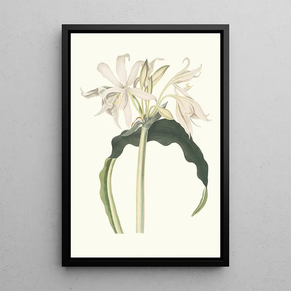 Amaryllis Aulica - Priscilla Susan Bury — framed artwork on a wall