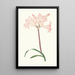 Amaryllis Belladonna - Priscilla Susan Bury | Painting — framed artwork on a wall