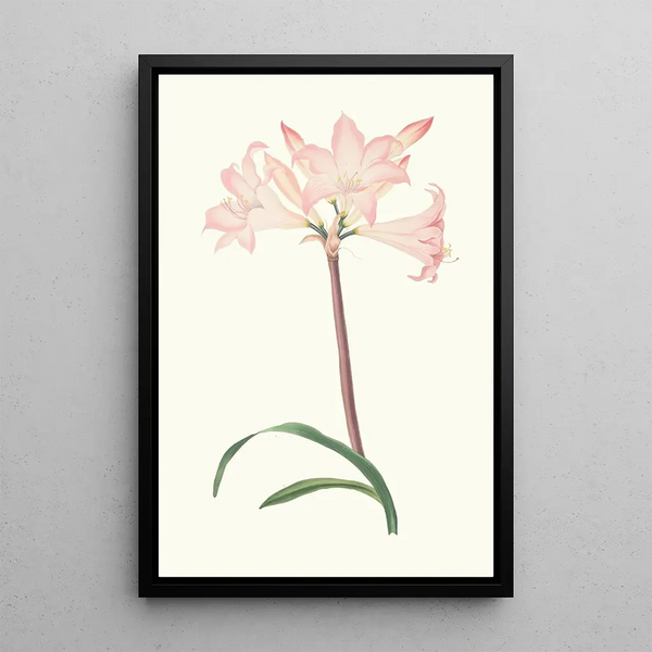 Amaryllis Belladonna - Priscilla Susan Bury | Painting — framed artwork on a wall