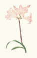 Amaryllis Belladonna - Priscilla Susan Bury | Painting — artwork view