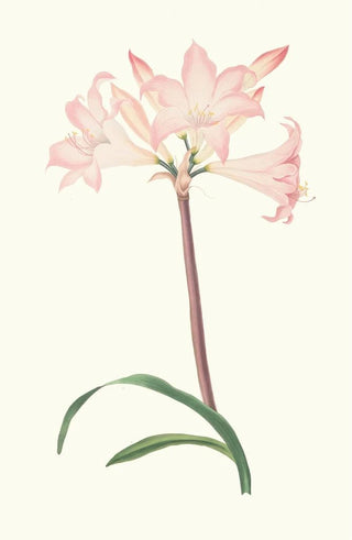 Priscilla Susan Bury - Amaryllis Belladonna.webp