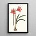 Amaryllis Correiensis - Priscilla Susan Bury — framed artwork on a wall