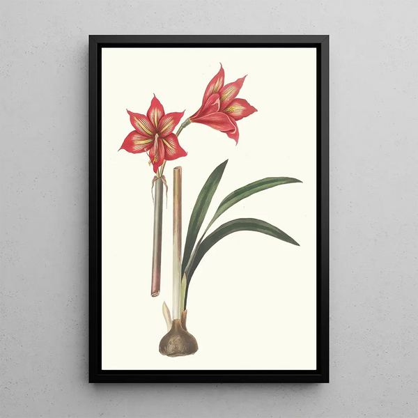 Amaryllis Correiensis - Priscilla Susan Bury — framed artwork on a wall
