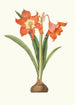 Amaryllis Equestris Major - Priscilla Susan Bury — artwork view