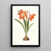 Amaryllis Equestris Major - Priscilla Susan Bury — framed artwork on a wall