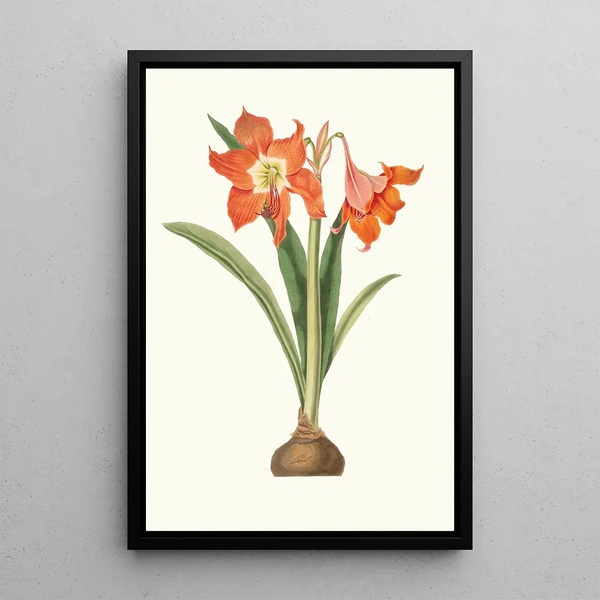 Amaryllis Equestris Major - Priscilla Susan Bury — framed artwork on a wall