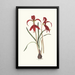 Amaryllis Formosissima - Priscilla Susan Bury — framed artwork on a wall