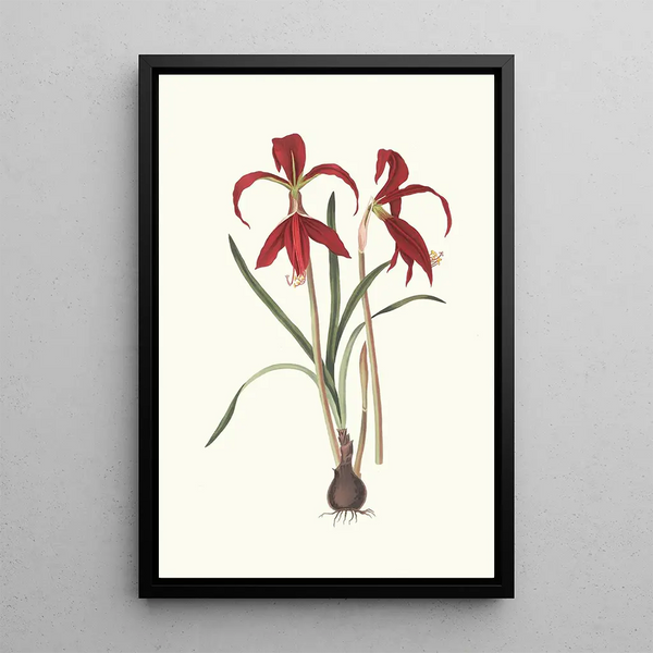 Amaryllis Formosissima - Priscilla Susan Bury — framed artwork on a wall