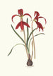 Amaryllis Formosissima - Priscilla Susan Bury — artwork view