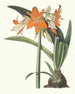 Amaryllis fulgida - Priscilla Susan Bury — artwork view