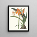 Amaryllis fulgida - Priscilla Susan Bury — framed artwork on a wall