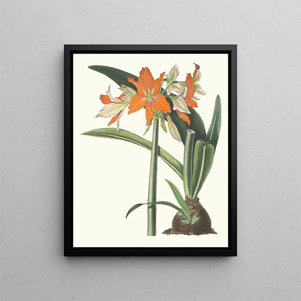 Amaryllis fulgida - Priscilla Susan Bury — framed artwork on a wall
