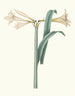 Amaryllis harrisoni - Priscilla Susan Bury — artwork view
