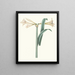 Amaryllis harrisoni - Priscilla Susan Bury — framed artwork on a wall