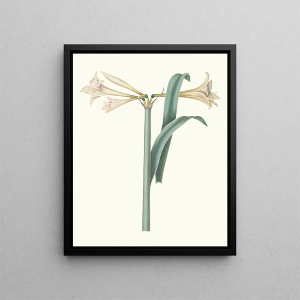 Amaryllis harrisoni - Priscilla Susan Bury — framed artwork on a wall