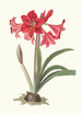Amaryllis Johnsoni - Priscilla Susan Bury — artwork view