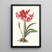 Amaryllis Johnsoni - Priscilla Susan Bury — framed artwork on a wall