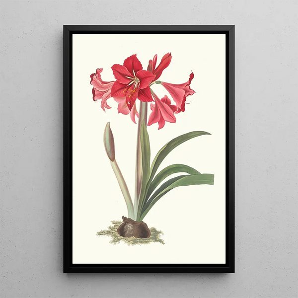 Amaryllis Johnsoni - Priscilla Susan Bury — framed artwork on a wall