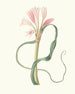 Amaryllis longifolia glauca - Priscilla Susan Bury — artwork view