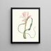 Amaryllis longifolia glauca - Priscilla Susan Bury — framed artwork on a wall