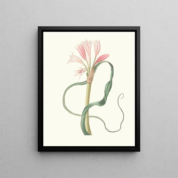 Amaryllis longifolia glauca - Priscilla Susan Bury — framed artwork on a wall
