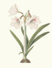 with Amaryllis - Priscilla Susan Bury — artwork view