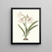 with Amaryllis - Priscilla Susan Bury — framed artwork on a wall