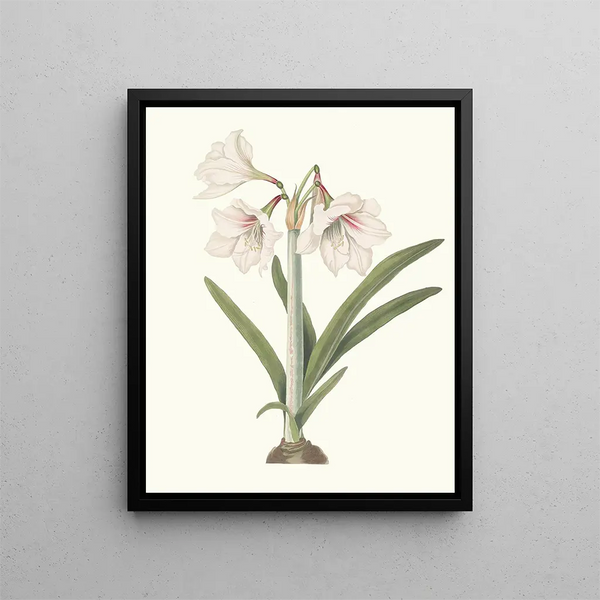 with Amaryllis - Priscilla Susan Bury — framed artwork on a wall