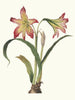 Amaryllis psittacina - Priscilla Susan Bury — artwork view