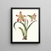 Amaryllis psittacina - Priscilla Susan Bury — framed artwork on a wall