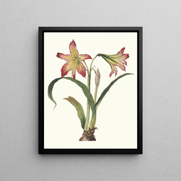 Amaryllis psittacina - Priscilla Susan Bury — framed artwork on a wall