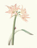 Amaryllis dusty - Priscilla Susan Bury — artwork view