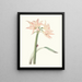 Amaryllis dusty - Priscilla Susan Bury — framed artwork on a wall