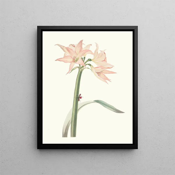 Amaryllis dusty - Priscilla Susan Bury — framed artwork on a wall