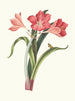 Amaryllis pourpre majeur - Priscilla Susan Bury — artwork view