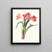 Amaryllis pourpre majeur - Priscilla Susan Bury — framed artwork on a wall
