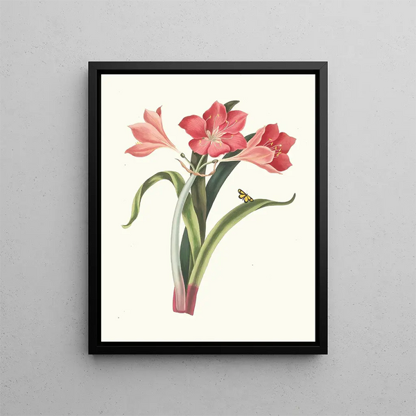 Amaryllis pourpre majeur - Priscilla Susan Bury — framed artwork on a wall